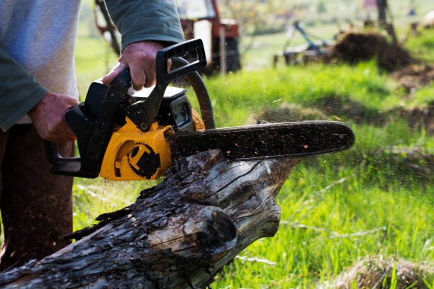 Best Commercial Tree Removal  in Rainier, WA